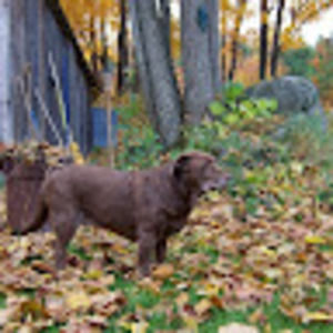 Meet your Posher, Adrian ellen